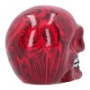 Romance Medium 11cm Skull