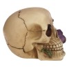 Skull with Purple Rose